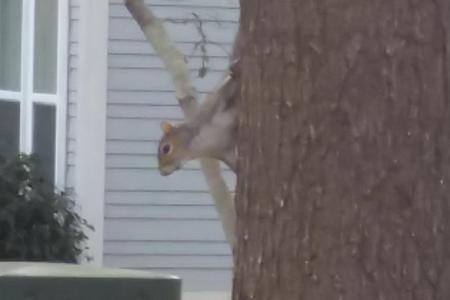 Squirrels scurry
